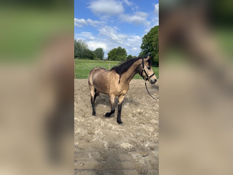 Weitere Ponys/Kleinpferde Stute 18 Jahre 148 cm Buckskin in Zwaag
