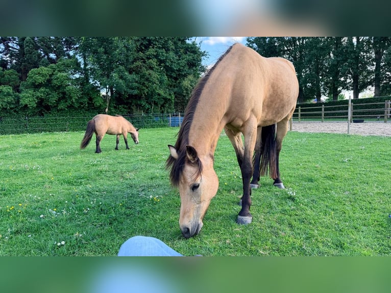 Weitere Ponys/Kleinpferde Stute 18 Jahre 148 cm Buckskin in Zwaag