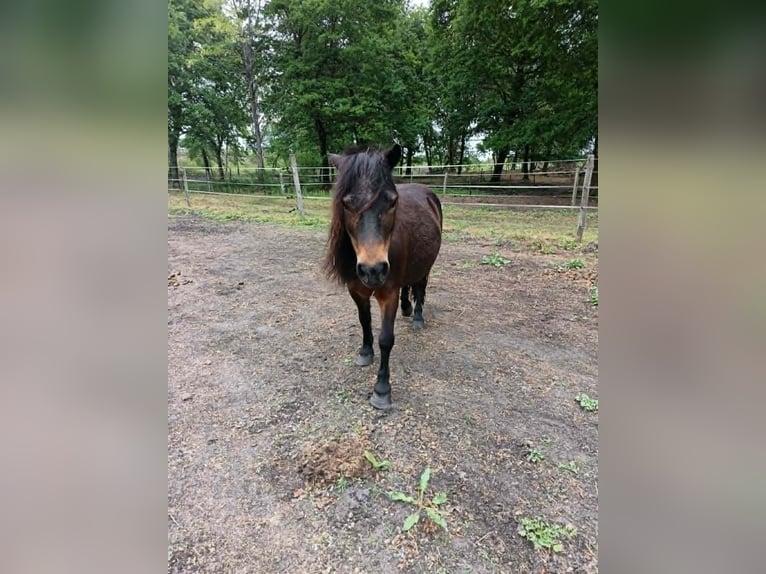 Weitere Ponys/Kleinpferde Stute 19 Jahre 104 cm Dunkelbrauner in Hostens
