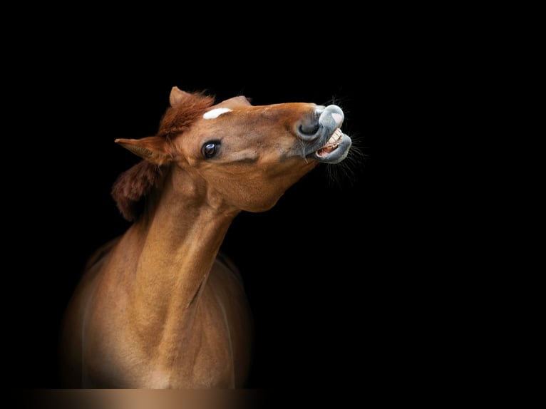 Weitere Ponys/Kleinpferde Mix Stute 19 Jahre 146 cm Fuchs in Hochdorf