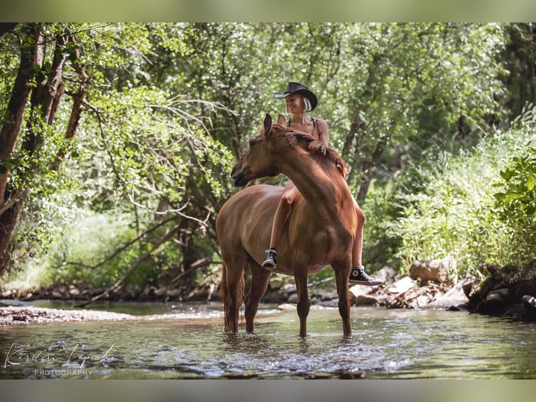 Weitere Ponys/Kleinpferde Mix Stute 19 Jahre 146 cm Fuchs in Hochdorf