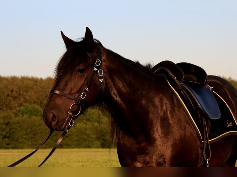 Weitere Ponys/Kleinpferde Stute 19 Jahre 147 cm Rappe in Ennepetal