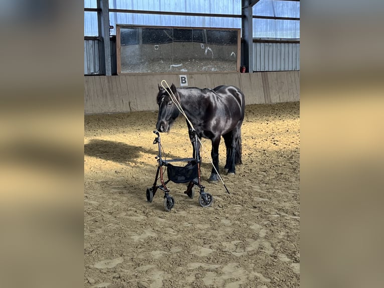Weitere Ponys/Kleinpferde Stute 19 Jahre 147 cm Rappe in Ennepetal