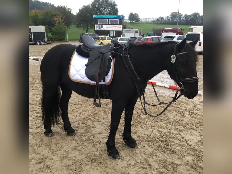 Weitere Ponys/Kleinpferde Stute 19 Jahre 147 cm Rappe in Ennepetal