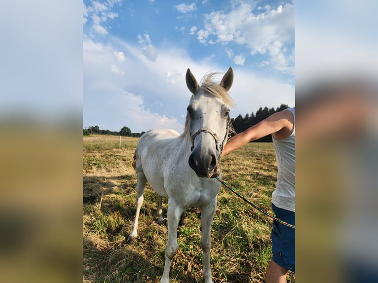 Weitere Ponys/Kleinpferde Mix Stute 19 Jahre 150 cm Schimmel in Marienberg