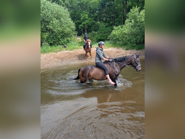 Weitere Ponys/Kleinpferde Stute 19 Jahre 155 cm Dunkelbrauner in Handewitt