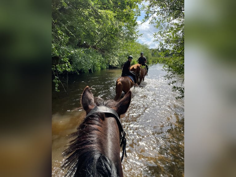 Weitere Ponys/Kleinpferde Stute 19 Jahre 156 cm Dunkelbrauner in Handewitt