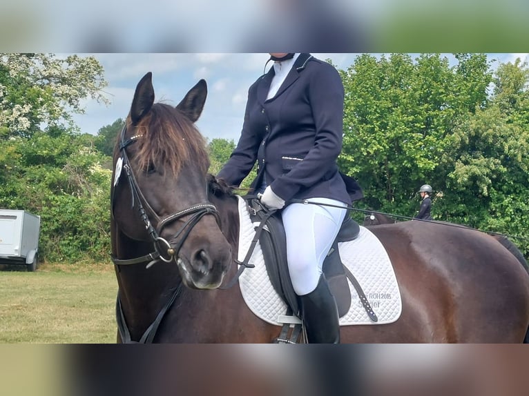 Weitere Ponys/Kleinpferde Stute 19 Jahre 156 cm Schwarzbrauner in Goo