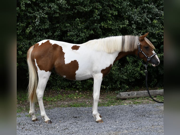 Weitere Ponys/Kleinpferde Stute 1 Jahr 127 cm Schecke in Geilenkirchen