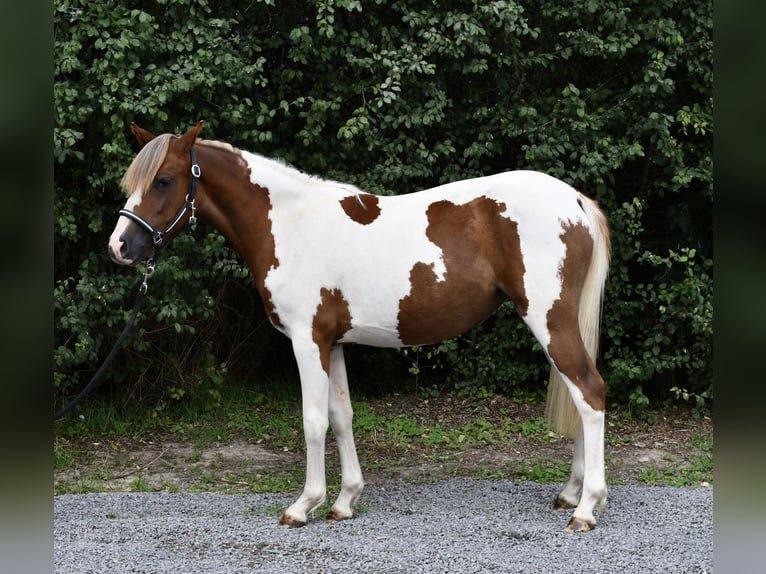 Weitere Ponys/Kleinpferde Stute 1 Jahr 127 cm Schecke in Geilenkirchen