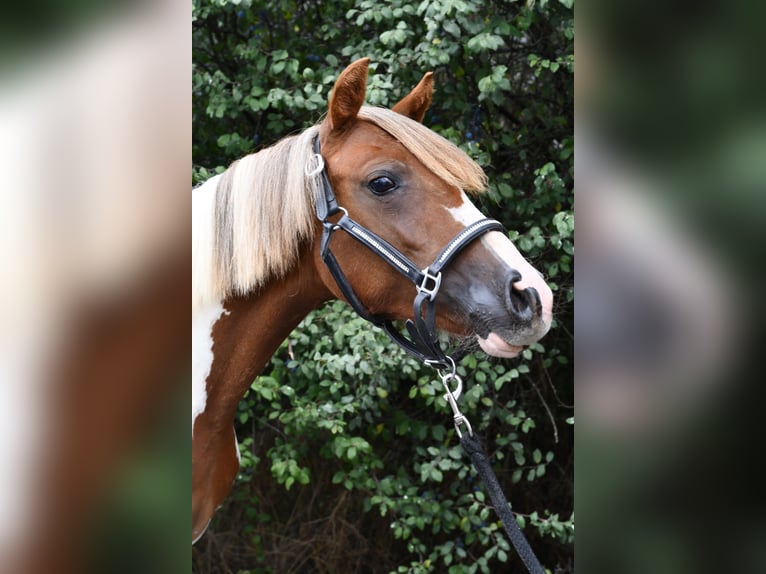 Weitere Ponys/Kleinpferde Stute 1 Jahr 127 cm Schecke in Geilenkirchen