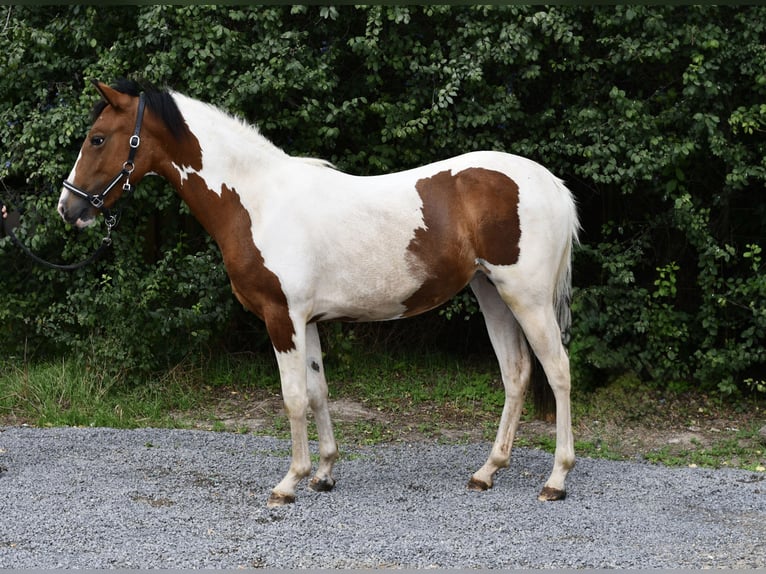 Weitere Ponys/Kleinpferde Stute 1 Jahr 135 cm Schecke in Geilenkirchen