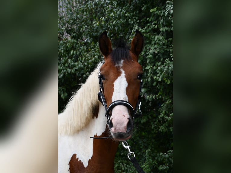 Weitere Ponys/Kleinpferde Stute 1 Jahr 135 cm Schecke in Geilenkirchen