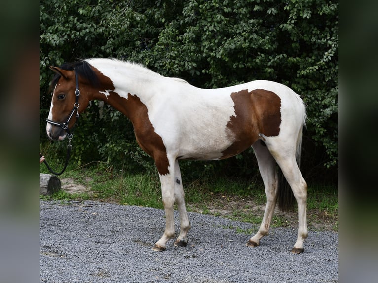 Weitere Ponys/Kleinpferde Stute 1 Jahr 135 cm Schecke in Geilenkirchen