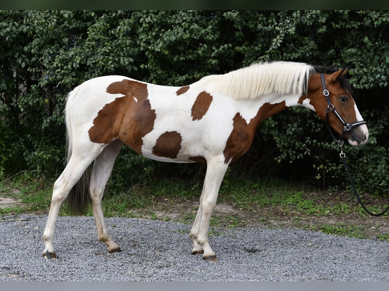 Weitere Ponys/Kleinpferde Stute 1 Jahr 135 cm Schecke in Geilenkirchen