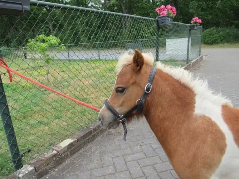 Weitere Ponys/Kleinpferde Mix Stute 1 Jahr 75 cm Schecke in Neerkant