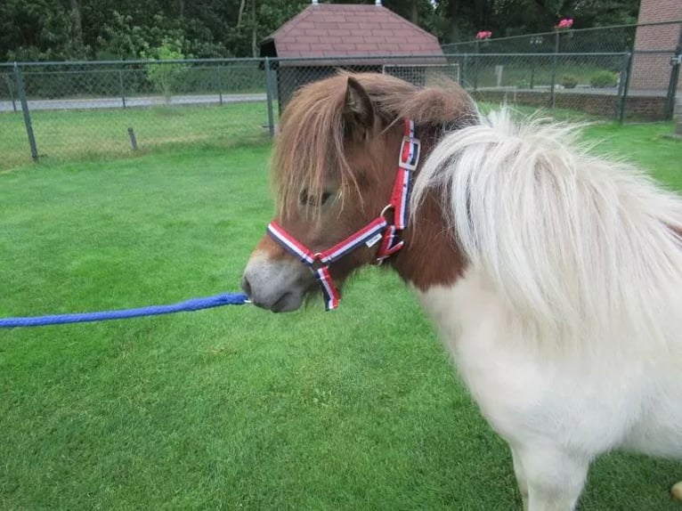 Weitere Ponys/Kleinpferde Mix Stute 1 Jahr 75 cm Schecke in Neerkant