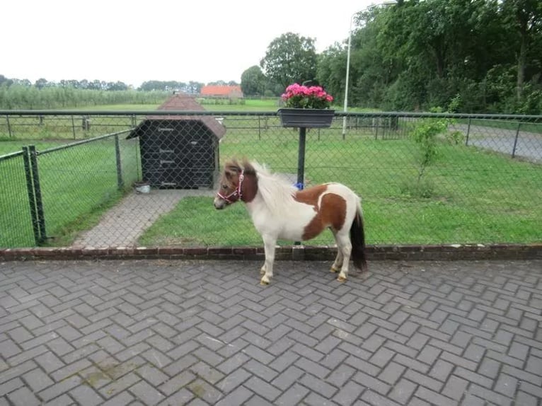 Weitere Ponys/Kleinpferde Mix Stute 1 Jahr 75 cm Schecke in Neerkant