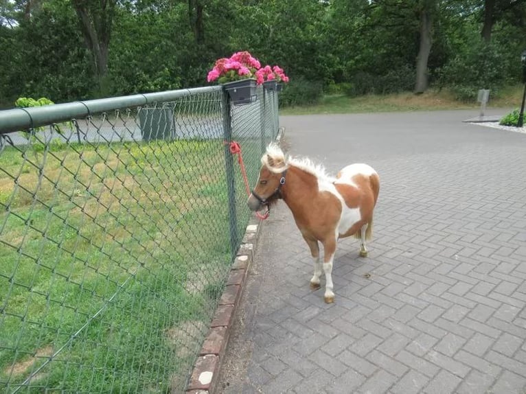 Weitere Ponys/Kleinpferde Mix Stute 1 Jahr 75 cm Schecke in Neerkant