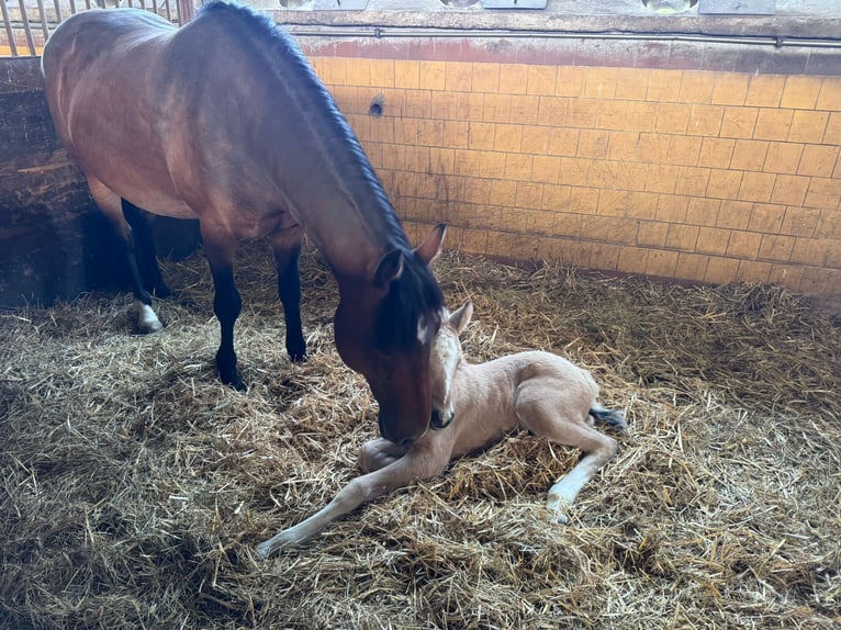 Weitere Ponys/Kleinpferde Stute 1 Jahr Palomino in Thandorf