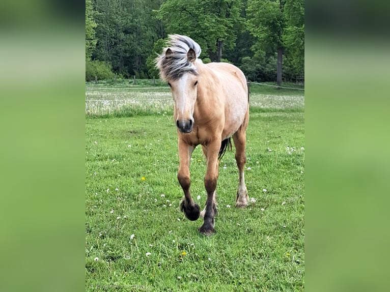 Weitere Ponys/Kleinpferde Stute 1 Jahr Palomino in Thandorf