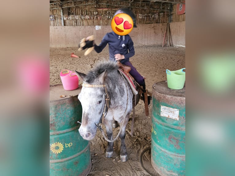 Weitere Ponys/Kleinpferde Stute 20 Jahre 100 cm Braunfalbschimmel in Melle