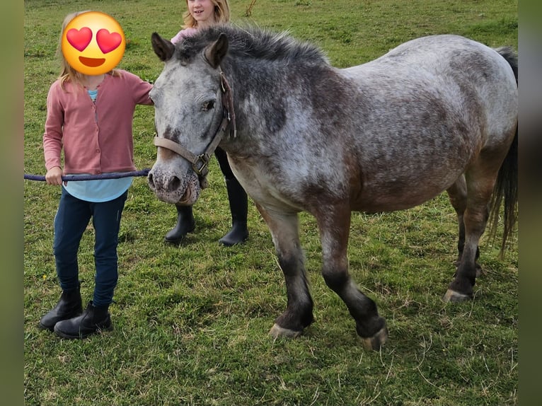 Weitere Ponys/Kleinpferde Stute 20 Jahre 100 cm Braunfalbschimmel in Melle