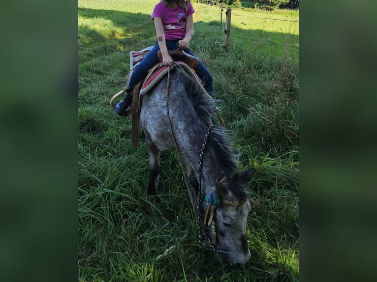 Weitere Ponys/Kleinpferde Stute 20 Jahre 100 cm Braunfalbschimmel in Melle