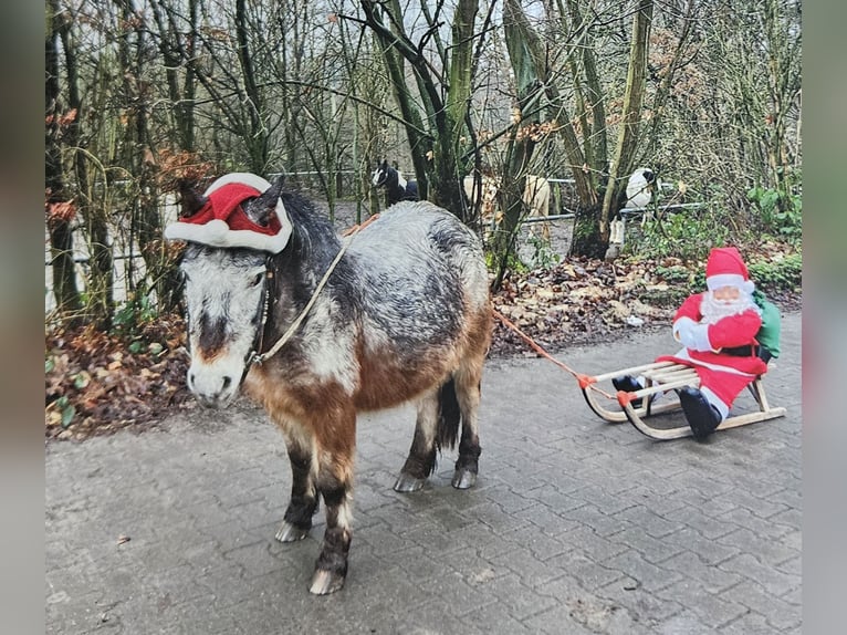Weitere Ponys/Kleinpferde Stute 20 Jahre 100 cm Braunfalbschimmel in Melle
