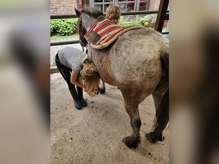 Weitere Ponys/Kleinpferde Stute 20 Jahre 100 cm Braunfalbschimmel in Melle