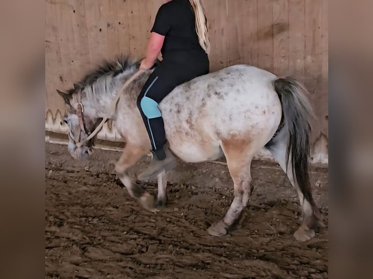 Weitere Ponys/Kleinpferde Stute 20 Jahre 100 cm Braunfalbschimmel in Melle