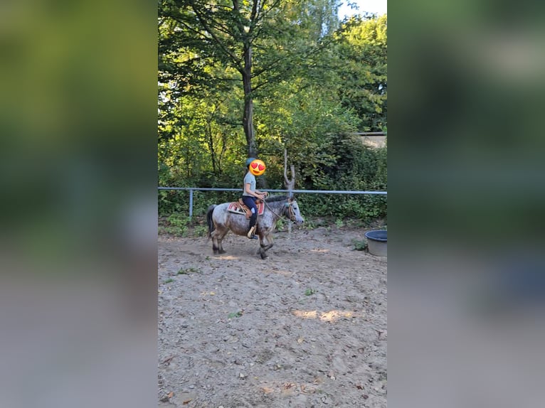 Weitere Ponys/Kleinpferde Stute 20 Jahre 100 cm Braunfalbschimmel in Melle