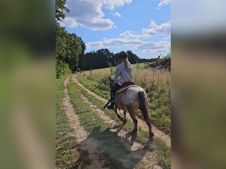 Weitere Ponys/Kleinpferde Stute 20 Jahre 100 cm Braunfalbschimmel in Melle