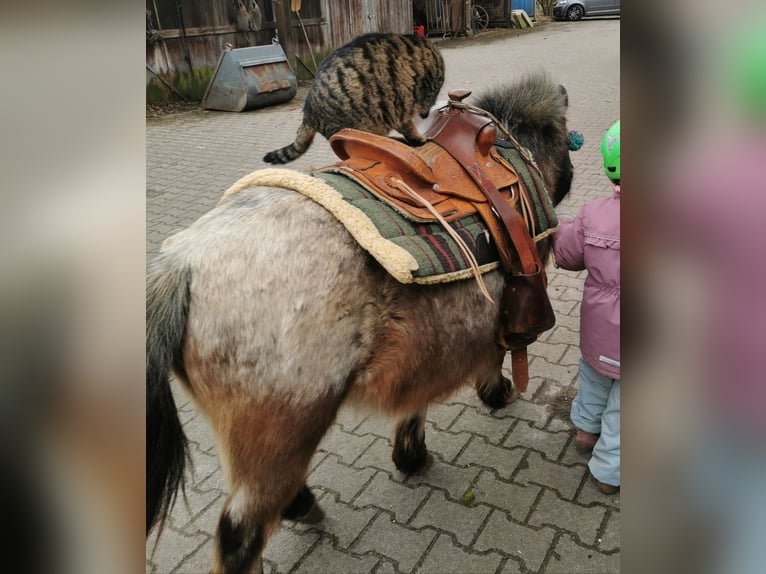 Weitere Ponys/Kleinpferde Stute 20 Jahre 100 cm Braunfalbschimmel in Melle