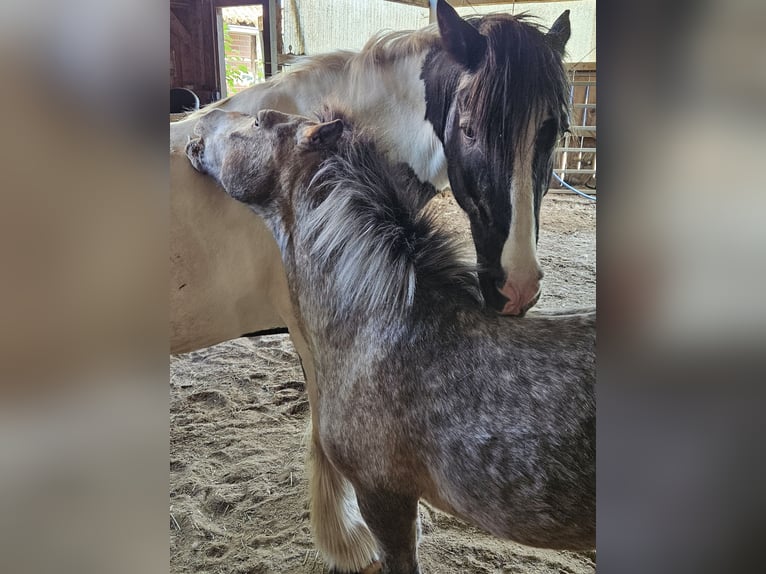 Weitere Ponys/Kleinpferde Stute 20 Jahre 100 cm Braunfalbschimmel in Melle