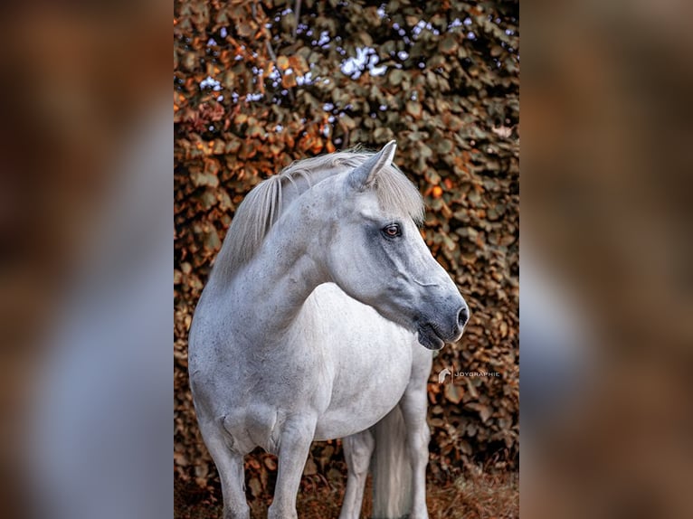 Weitere Ponys/Kleinpferde Mix Stute 20 Jahre 125 cm Schimmel in Neuhausen