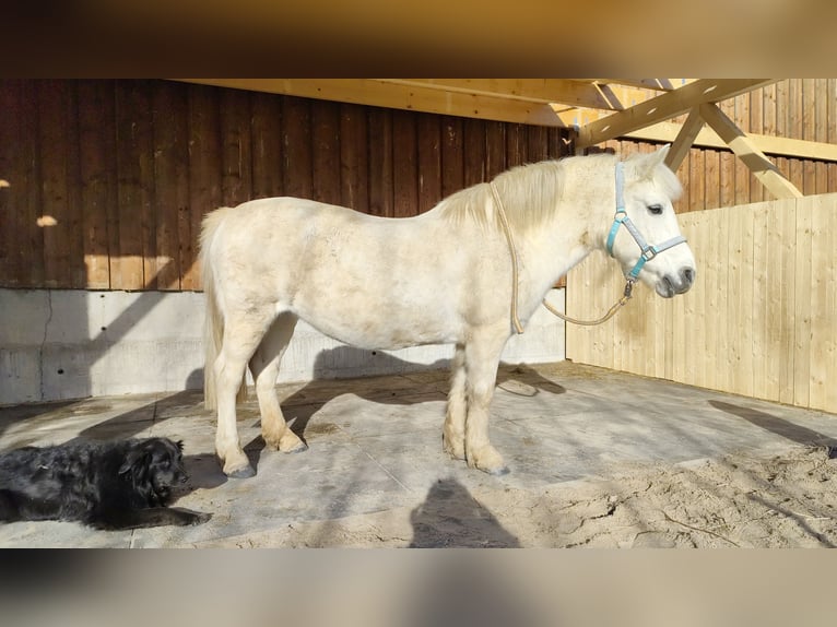 Weitere Ponys/Kleinpferde Mix Stute 20 Jahre 125 cm Schimmel in Neuhausen