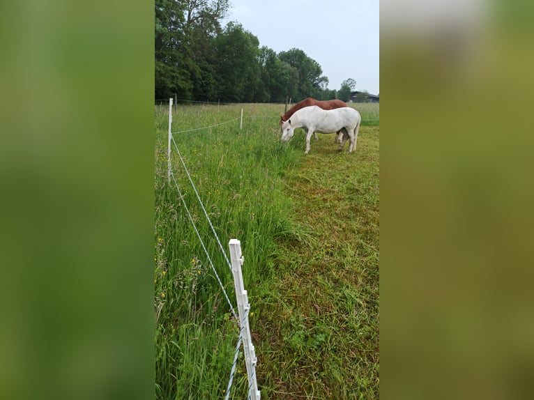 Weitere Ponys/Kleinpferde Mix Stute 20 Jahre 125 cm Schimmel in Neuhausen