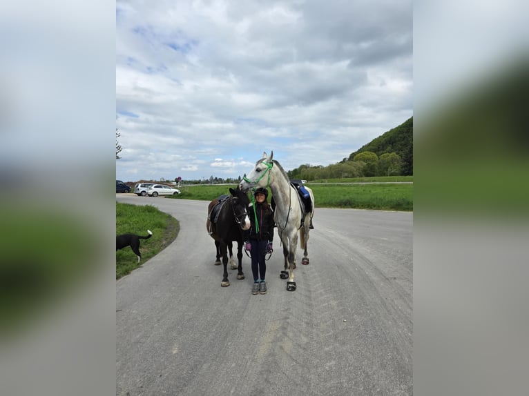 Weitere Ponys/Kleinpferde Stute 20 Jahre 130 cm Rappe in Bad Krozingen