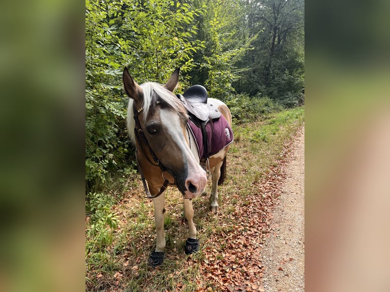 Weitere Ponys/Kleinpferde Stute 20 Jahre 136 cm Braunfalbschimmel in Albershausen