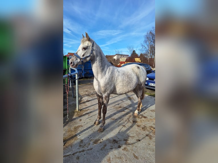 Weitere Ponys/Kleinpferde Mix Stute 20 Jahre 140 cm Schimmel in Bad Grönenbach