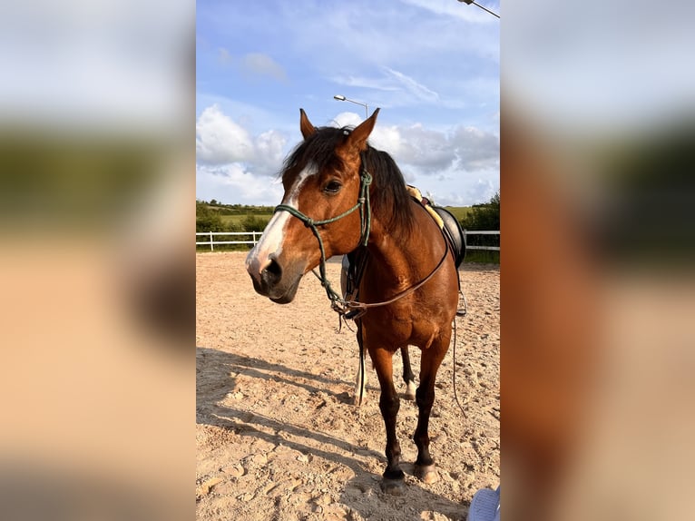 Weitere Ponys/Kleinpferde Mix Stute 21 Jahre 154 cm Hellbrauner in Niemetal Weitere Ponys/Kleinpferde Mix Stute 21 Jahre 154 cm Hellbrauner in Niemetal