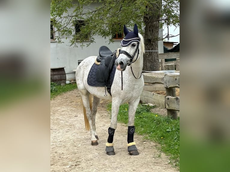Weitere Ponys/Kleinpferde Stute 21 Jahre 155 cm Fliegenschimmel in Adlwang