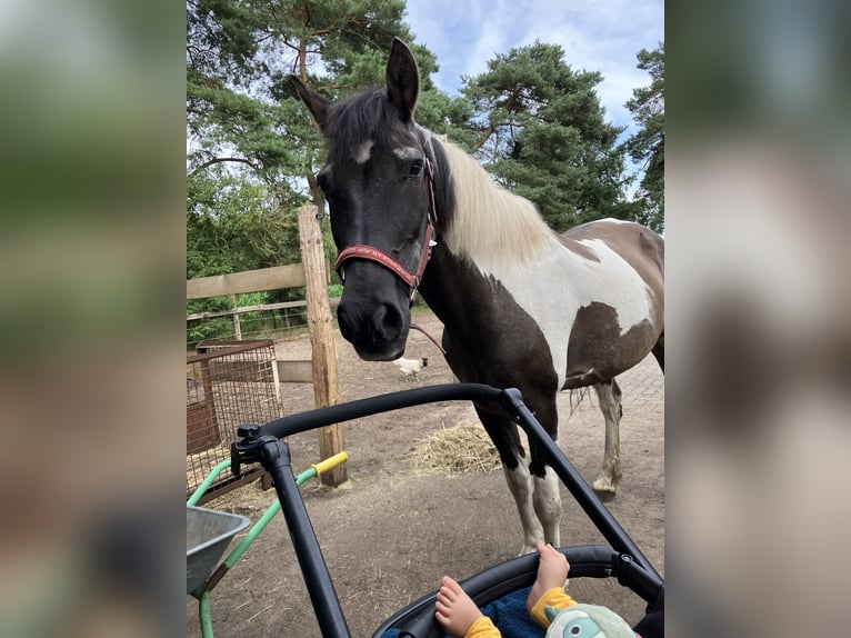 Weitere Ponys/Kleinpferde Mix Stute 23 Jahre 141 cm Schecke in Bohmte