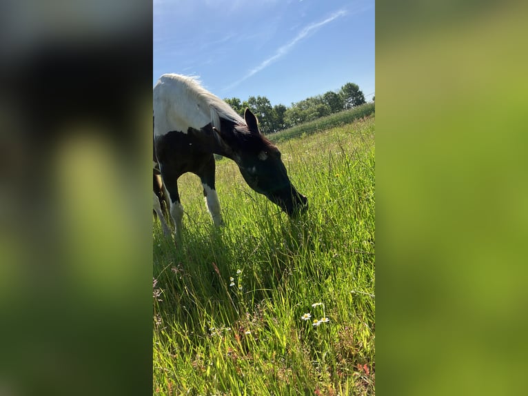Weitere Ponys/Kleinpferde Mix Stute 23 Jahre 141 cm Schecke in Bohmte