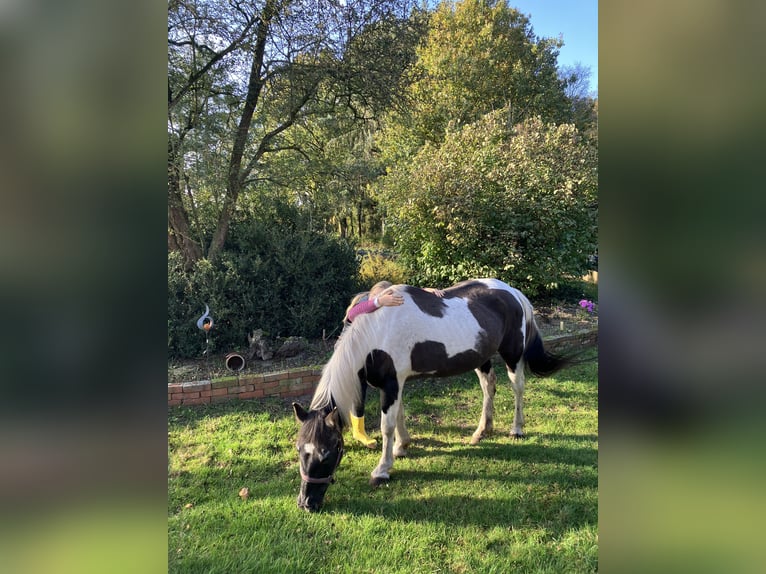 Weitere Ponys/Kleinpferde Mix Stute 23 Jahre 141 cm Schecke in Bohmte