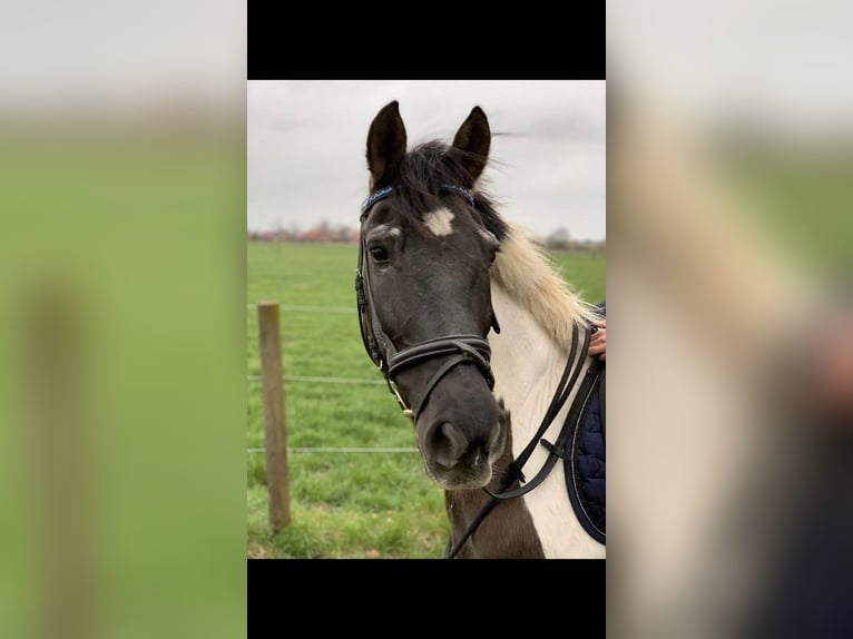 Weitere Ponys/Kleinpferde Mix Stute 23 Jahre 141 cm Schecke in Bohmte