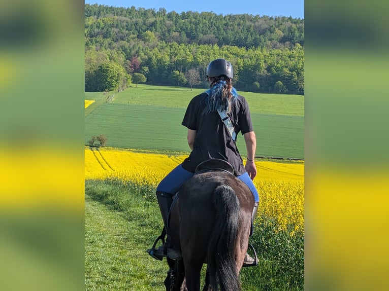 Weitere Ponys/Kleinpferde Stute 24 Jahre 145 cm in Delligsen