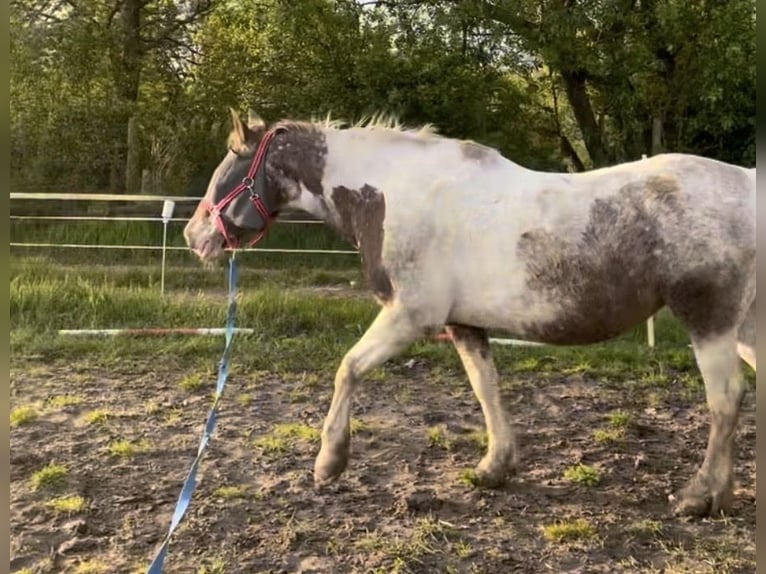 Weitere Ponys/Kleinpferde Mix Stute 26 Jahre 145 cm Schecke in Uelzen