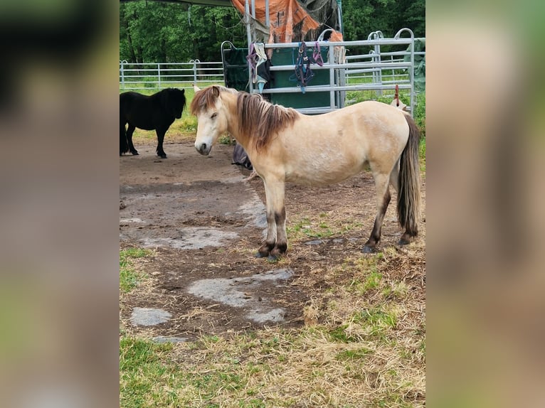 Weitere Ponys/Kleinpferde Mix Stute 2 Jahre 120 cm  in Gumperda